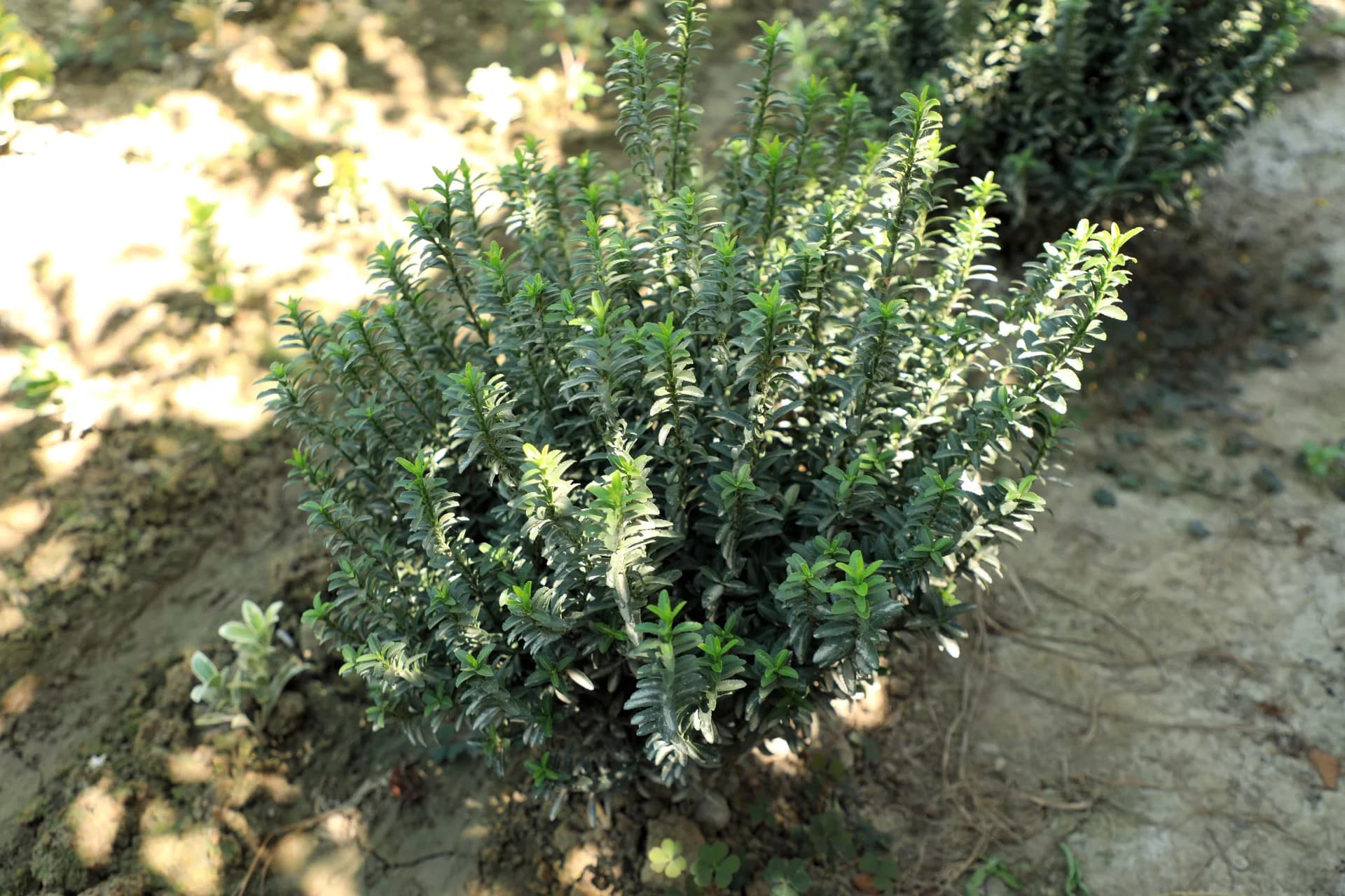 Green bush growing outdoors