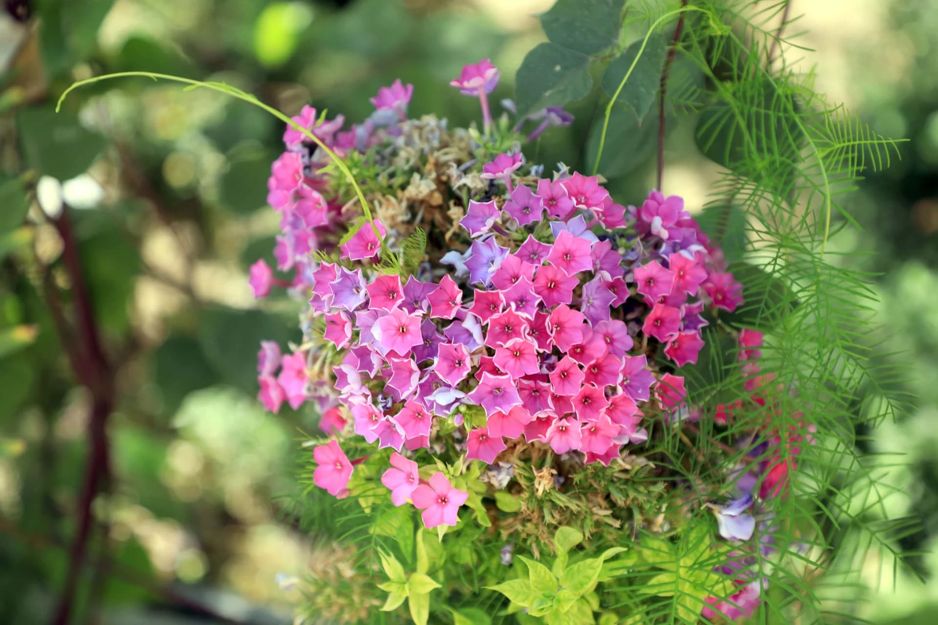 Pink and purple phlox flowers blooming outdoors