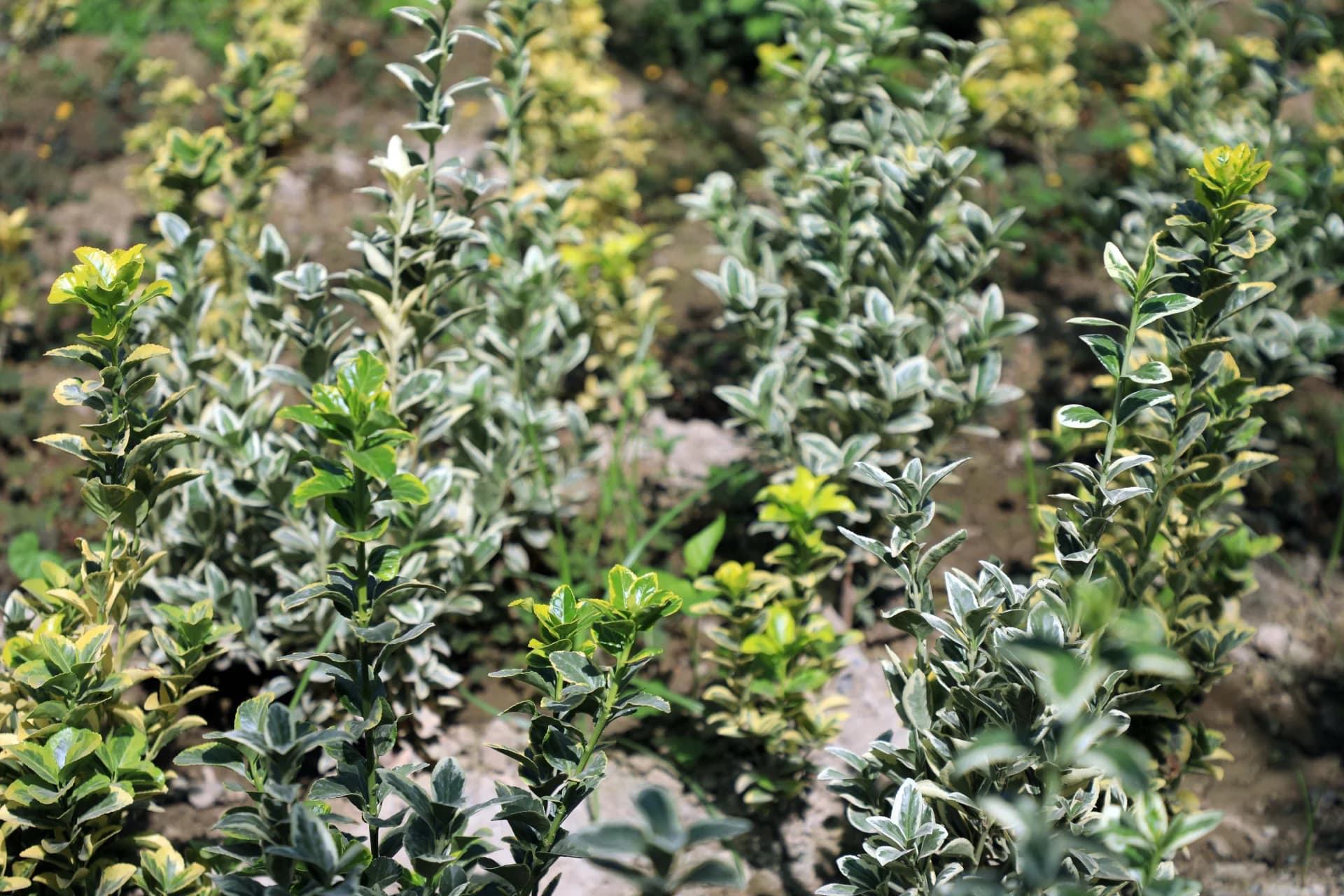 Green and yellow leaf plants growing in soil outdoors
