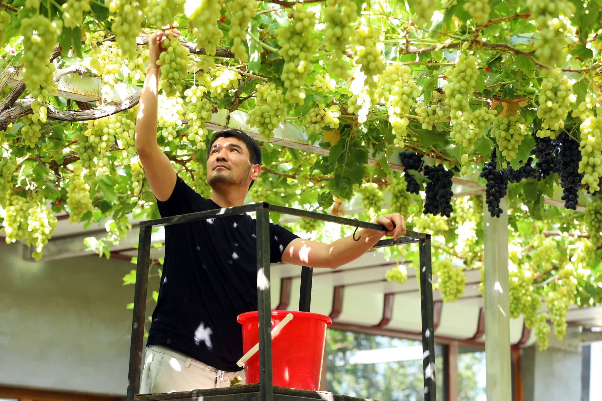 Person harvesting grapes from overhead vines