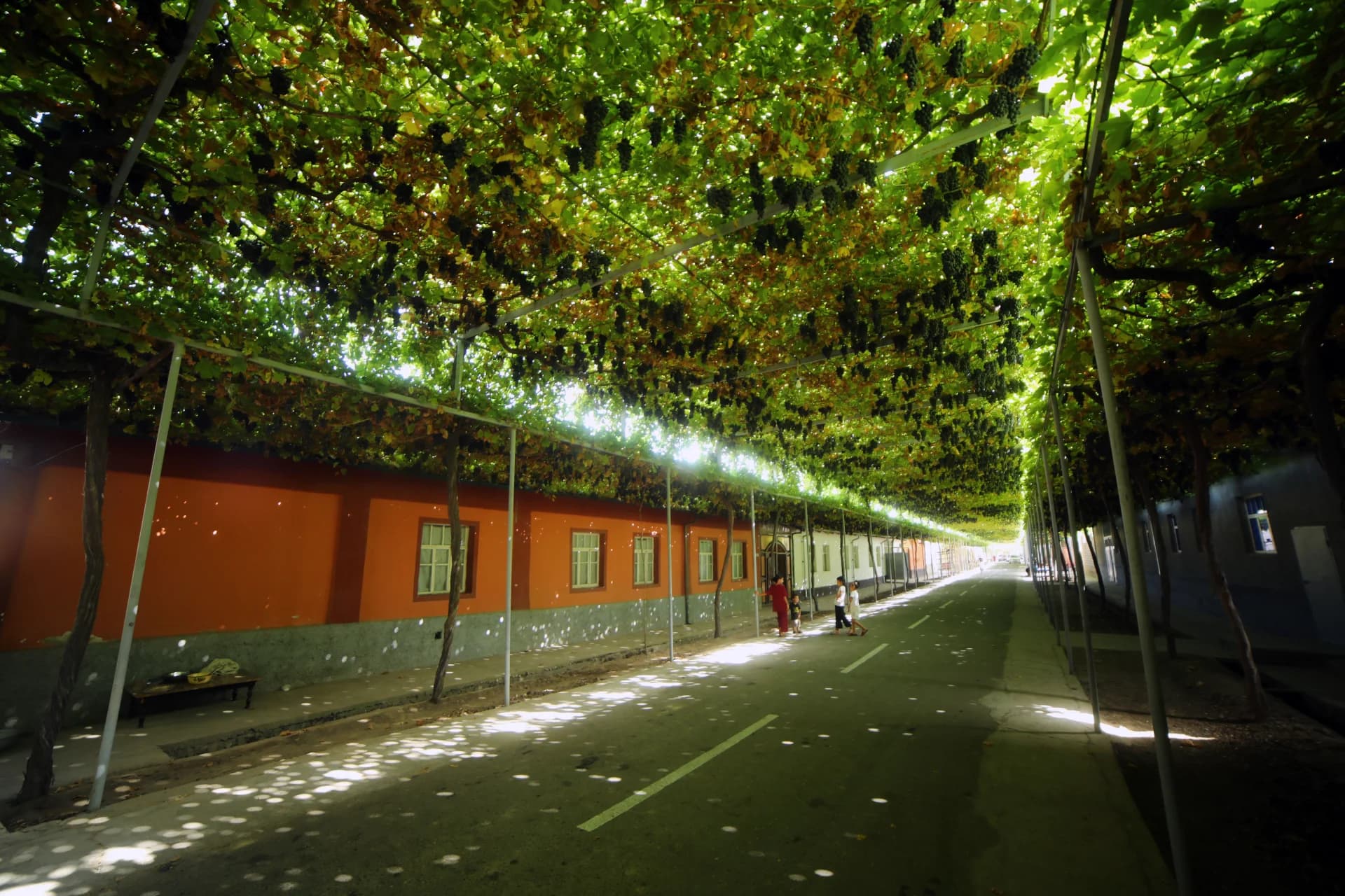Street shaded by grapevines on metal trellises