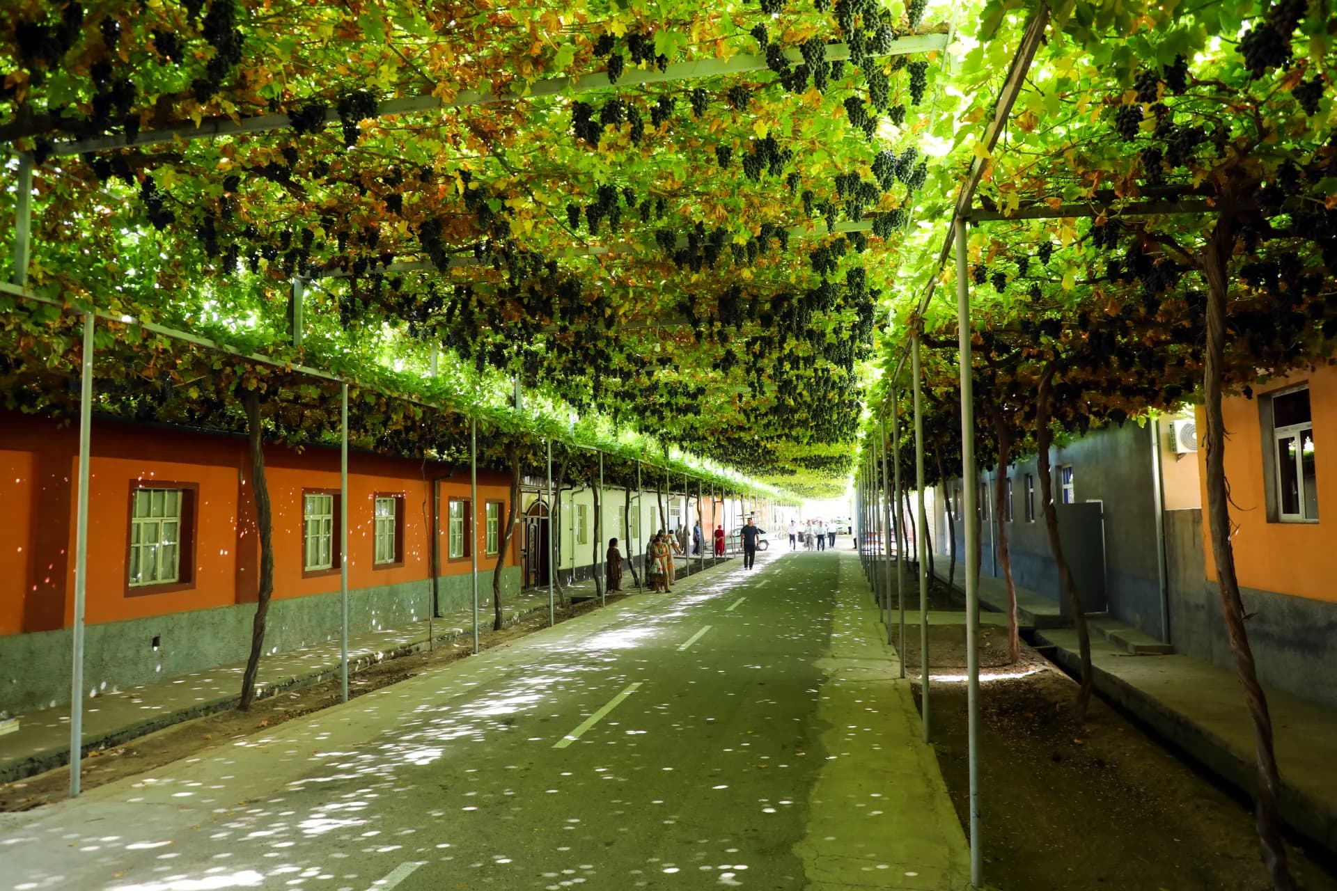Street shaded by overhead grapevines