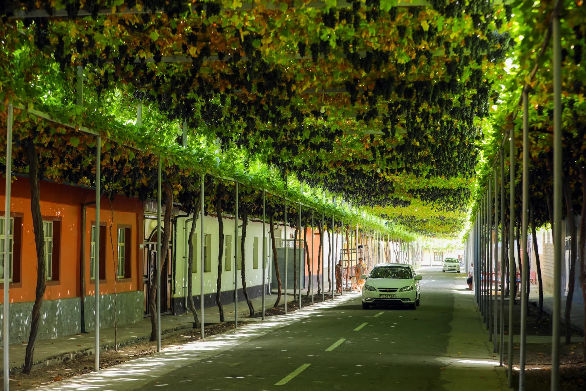 Street shaded by an extensive overhead grapevine canopy with ripening dark clusters