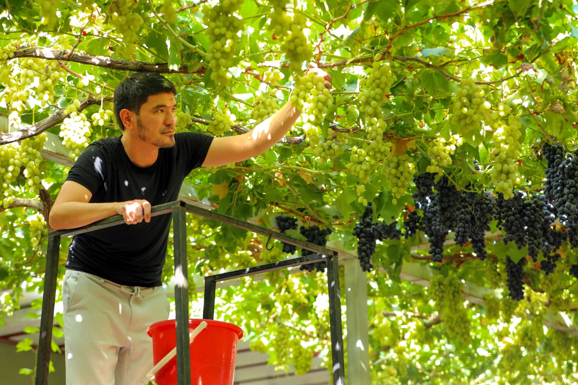 Person harvesting grapes in vineyard