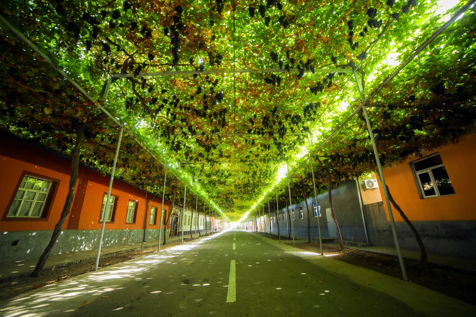 Street shaded by an overhead trellis of grapevines laden with clusters of dark grapes