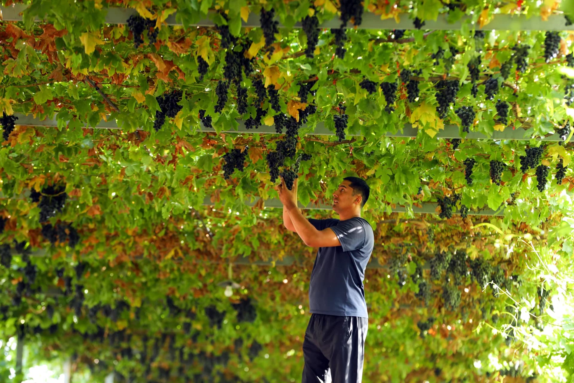 Person harvesting grapes from overhead vines