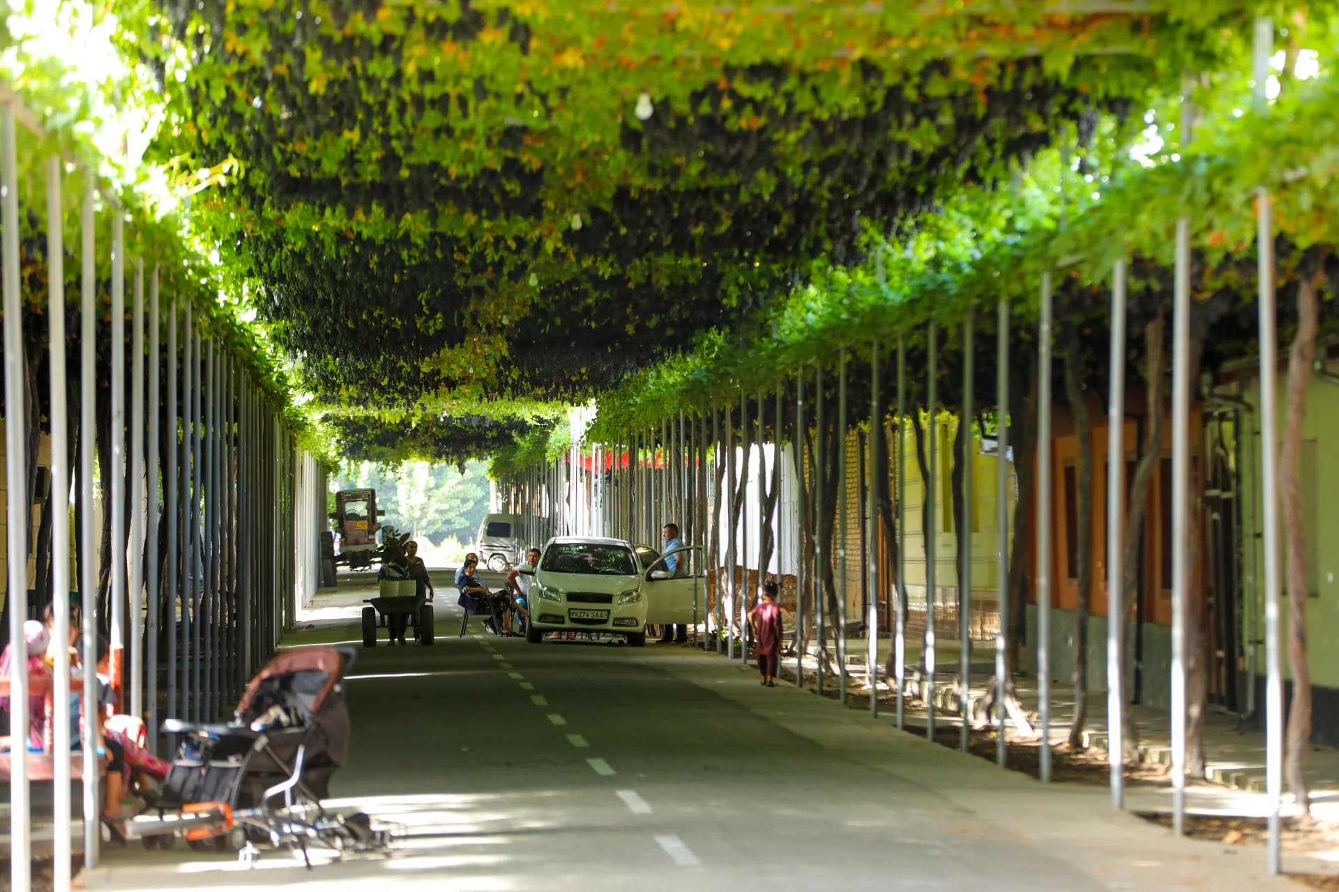 People along a shaded street lined with grapevines