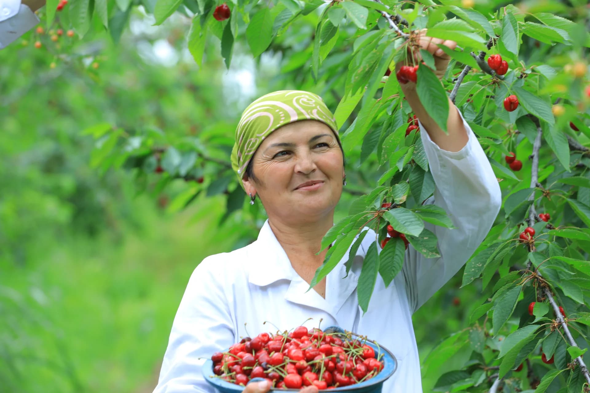 Person harvesting cherries from a tree