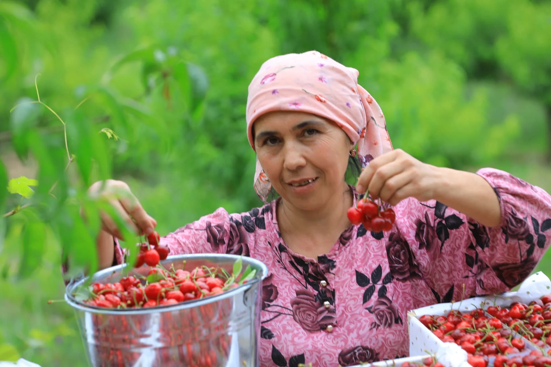 Человек, собирающий вишню в саду