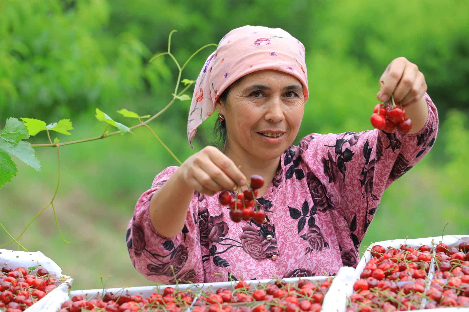 Person harvesting cherries in an orchard