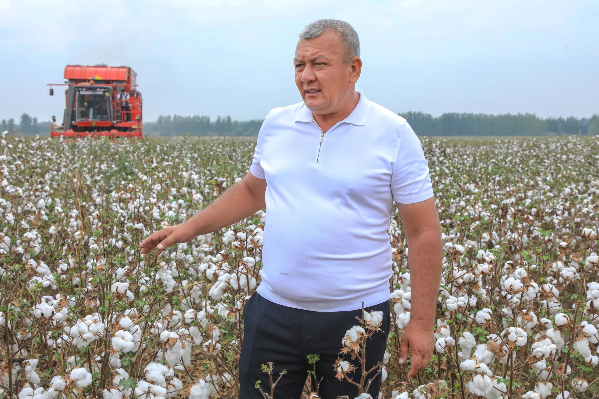 Man in a cotton field