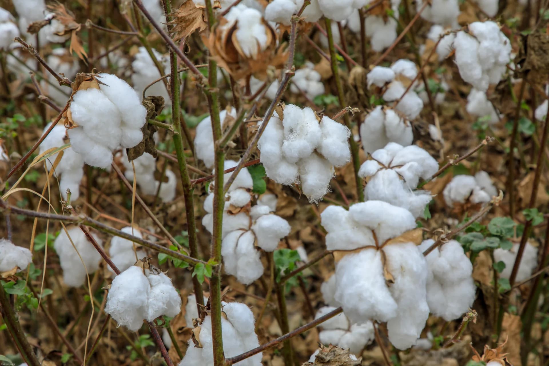 Cotton bolls ripening on plants in a field