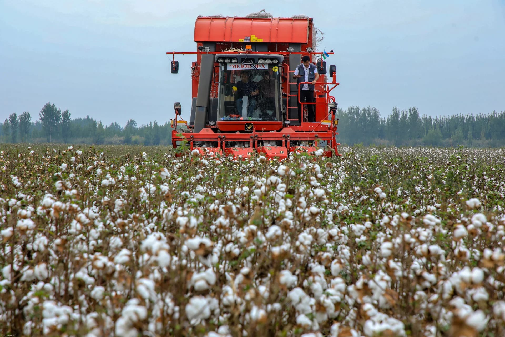 Agricultural machinery operating in a cotton field