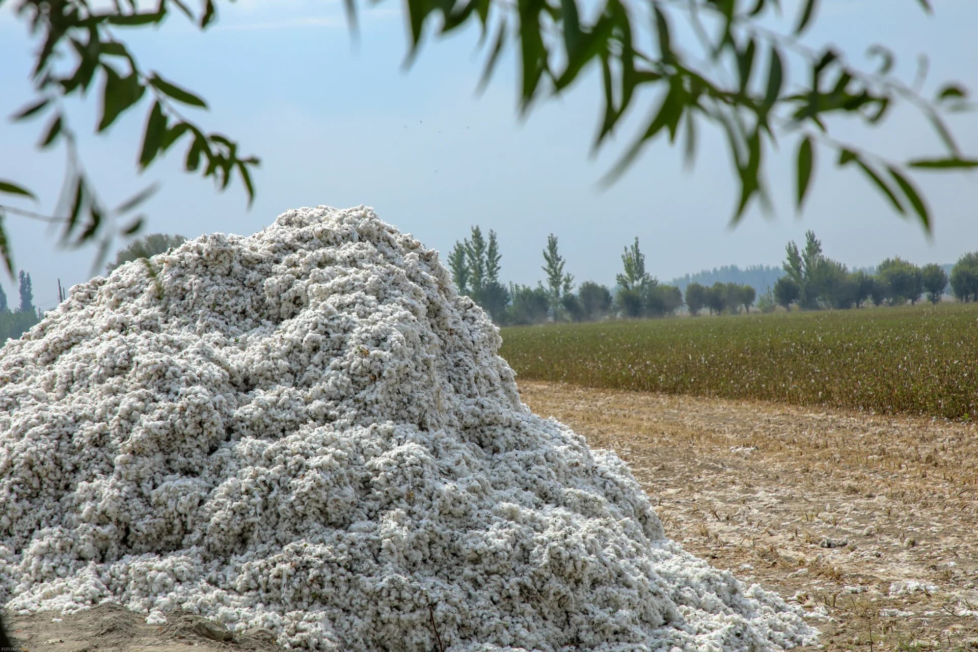 A large pile of harvested cotton in an agricultural field