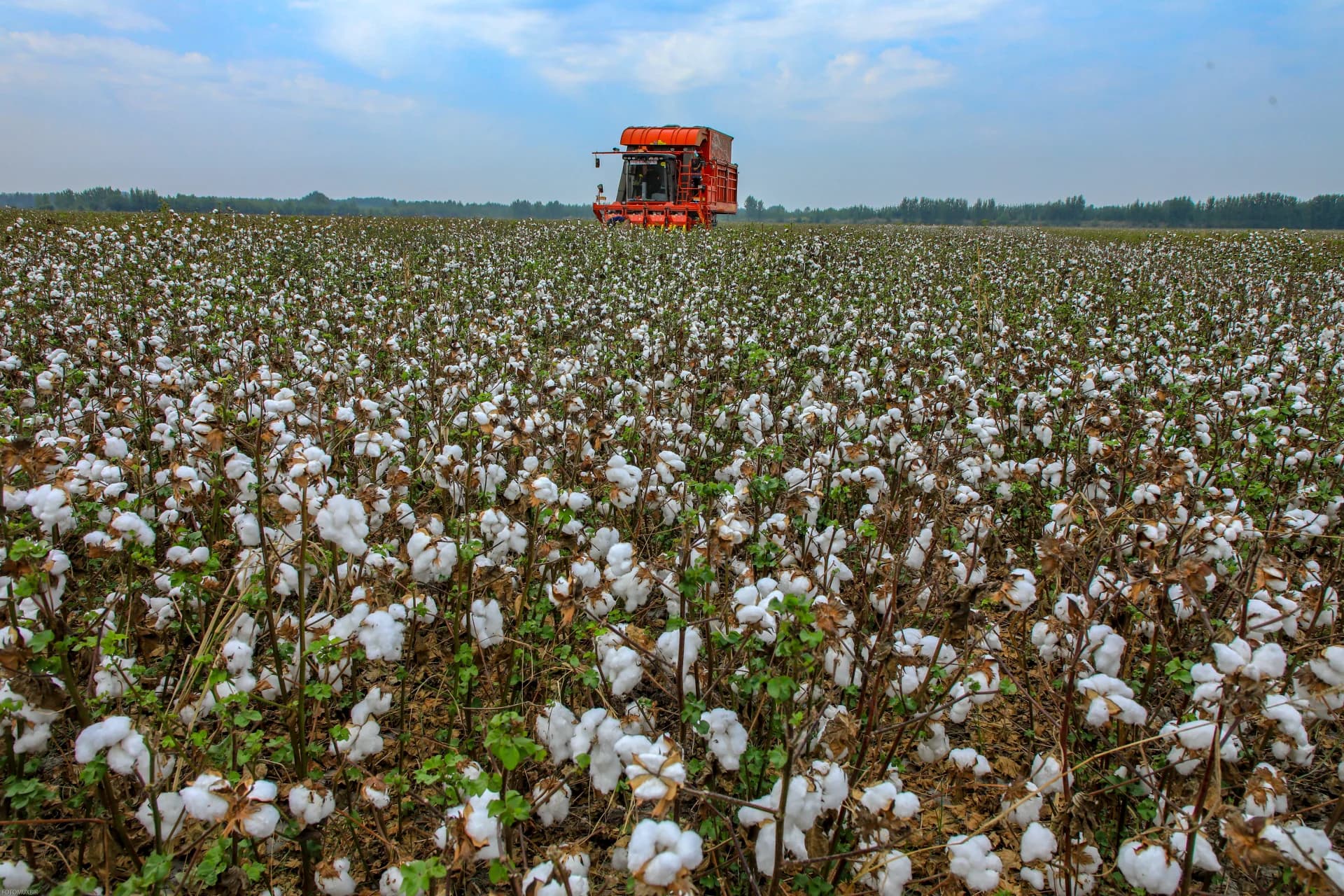 Agricultural machinery operating in a cotton field
