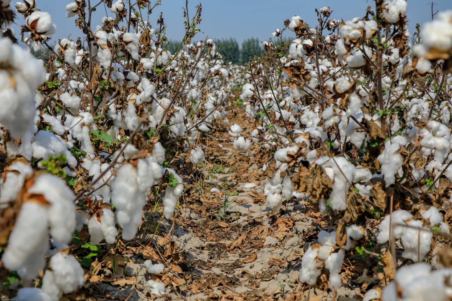 Ripe cotton plants in an agricultural field