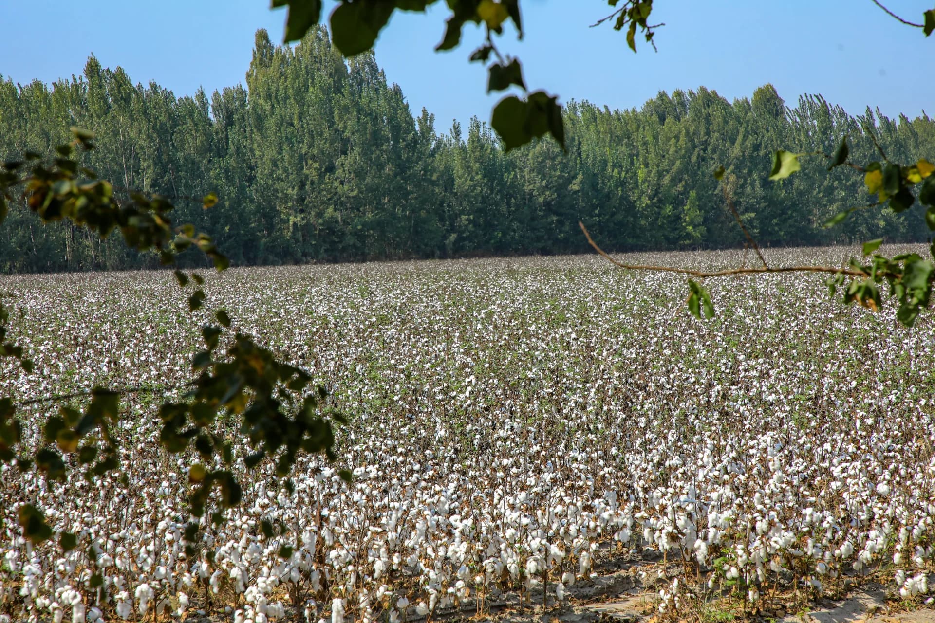 Cotton field landscape with rows of ripe white crops under a clear blue sky