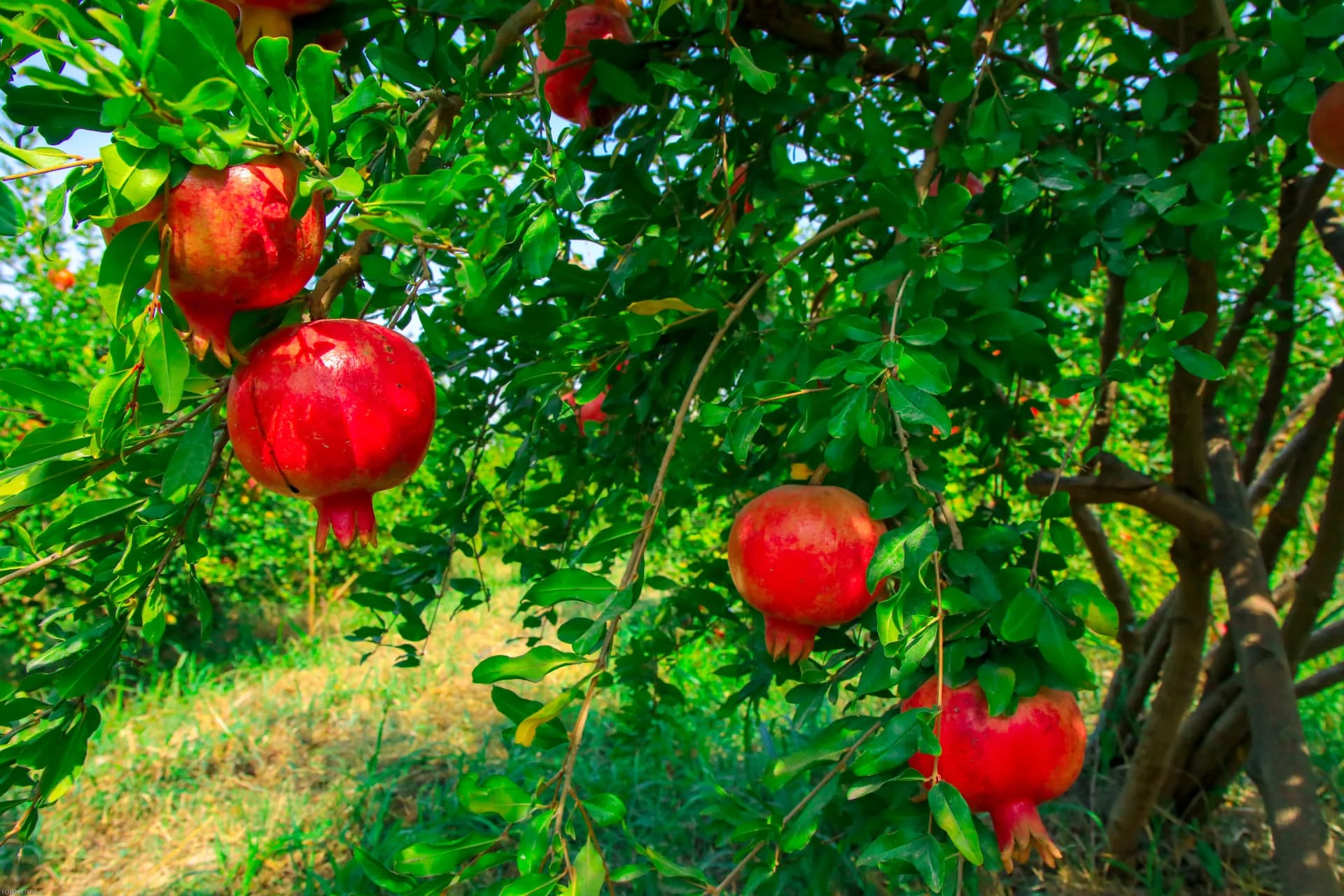 Ripe pomegranates hanging on branches in an orchard