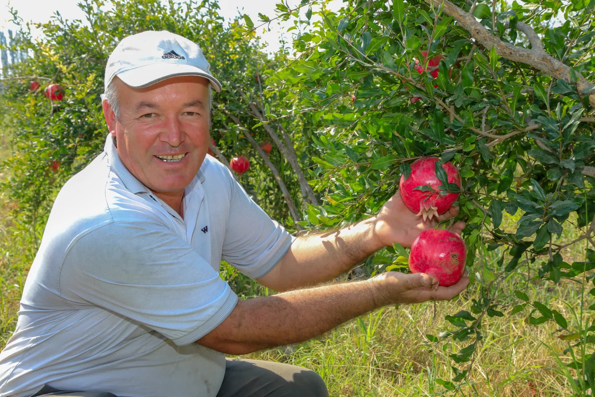 Person harvesting pomegranates in an orchard