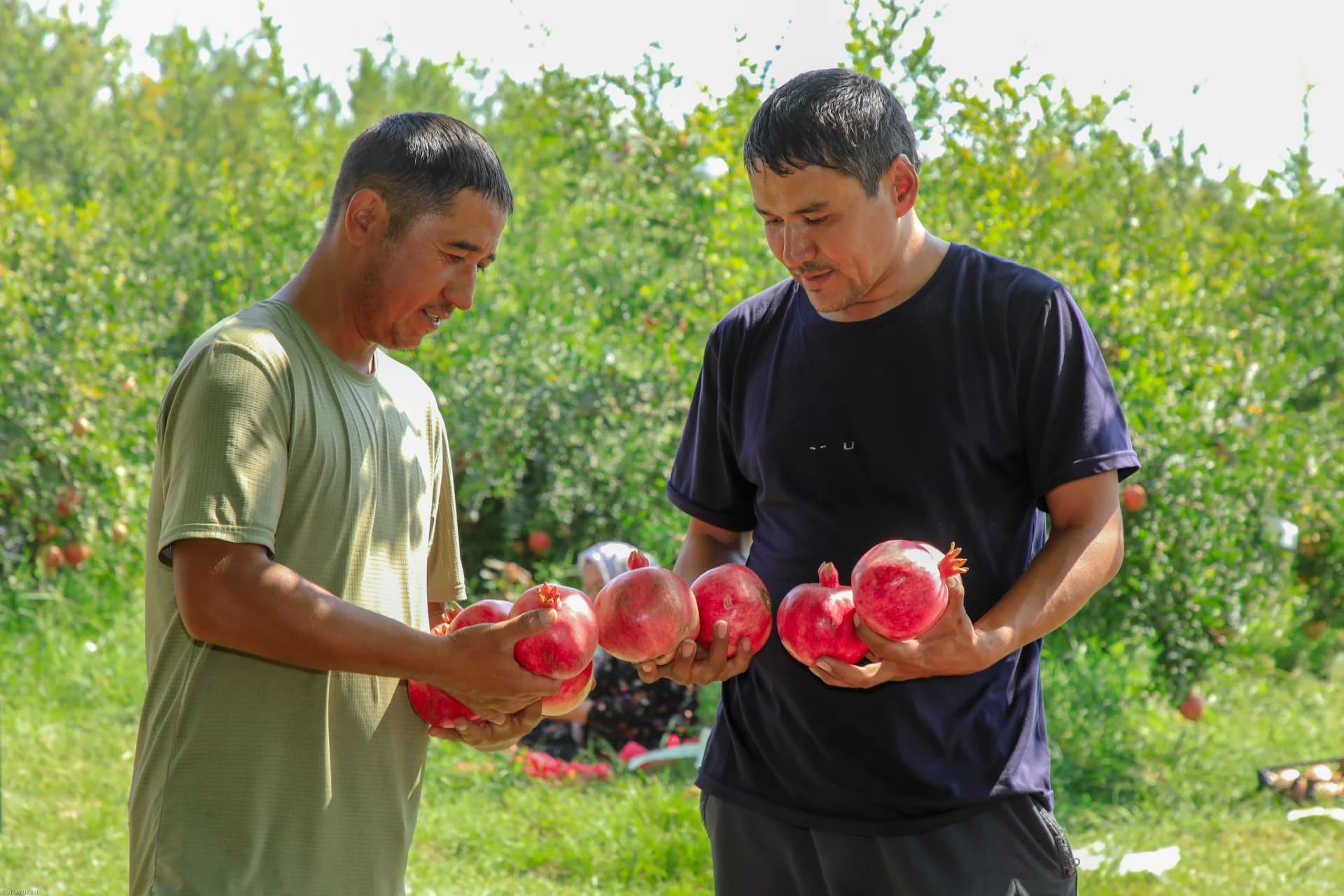 Farmers harvesting pomegranates in an orchard