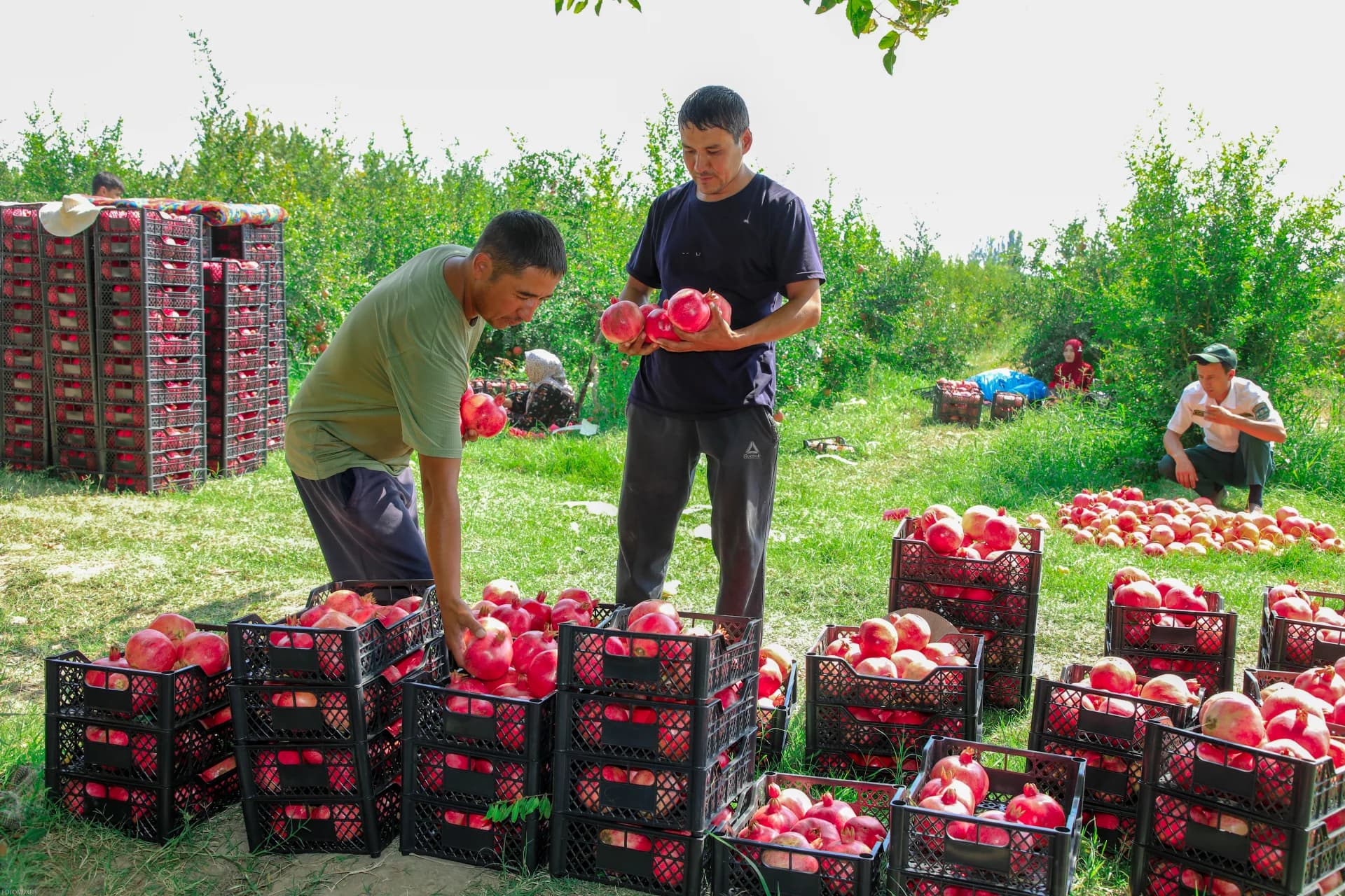 People harvesting pomegranates in an orchard