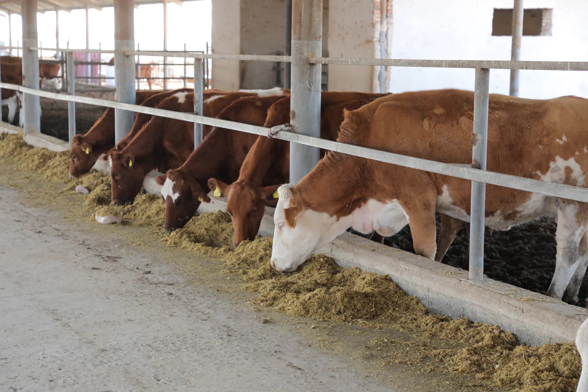 Cows eating feed inside a barn
