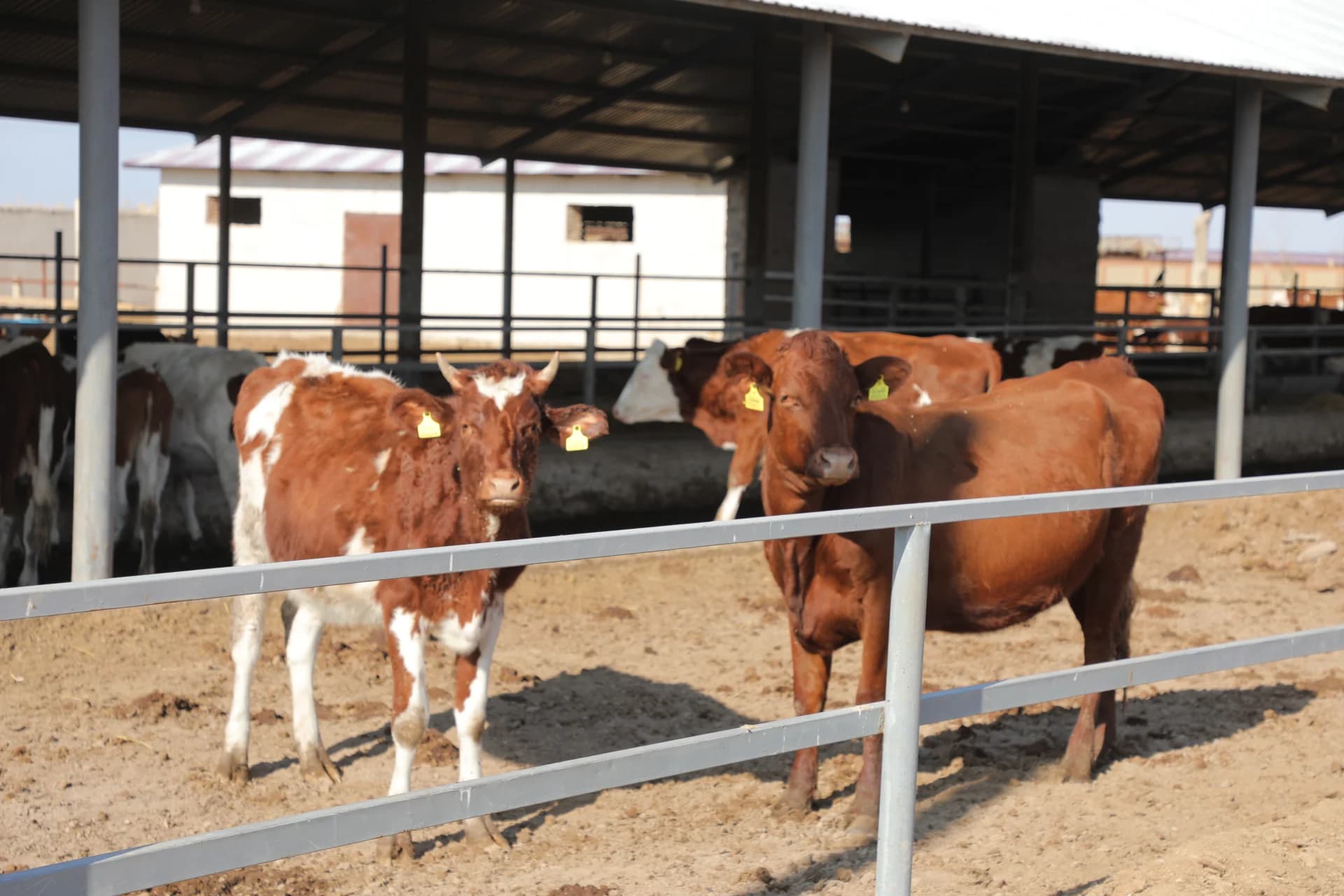 Cows inside a farm enclosure