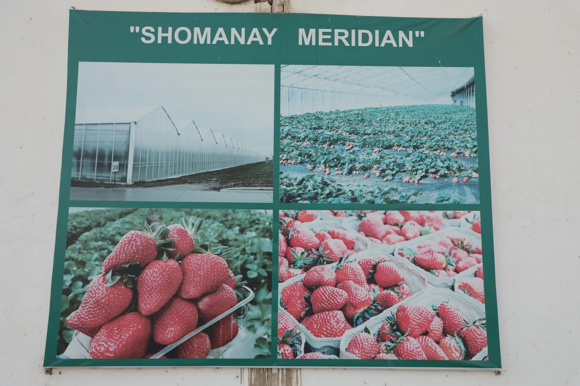 Informational sign displaying greenhouse facilities and harvested strawberries