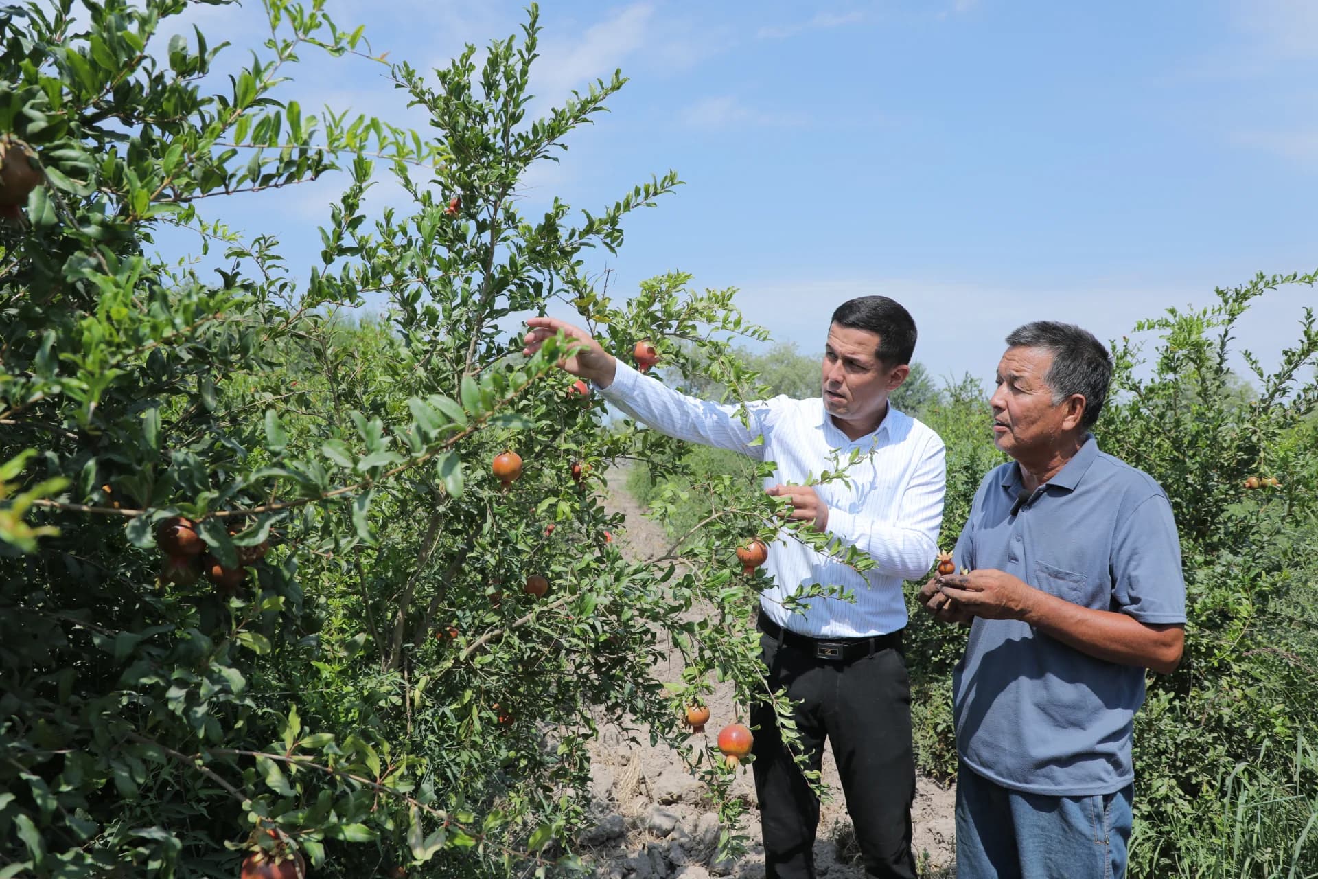 People inspecting pomegranate trees in a field