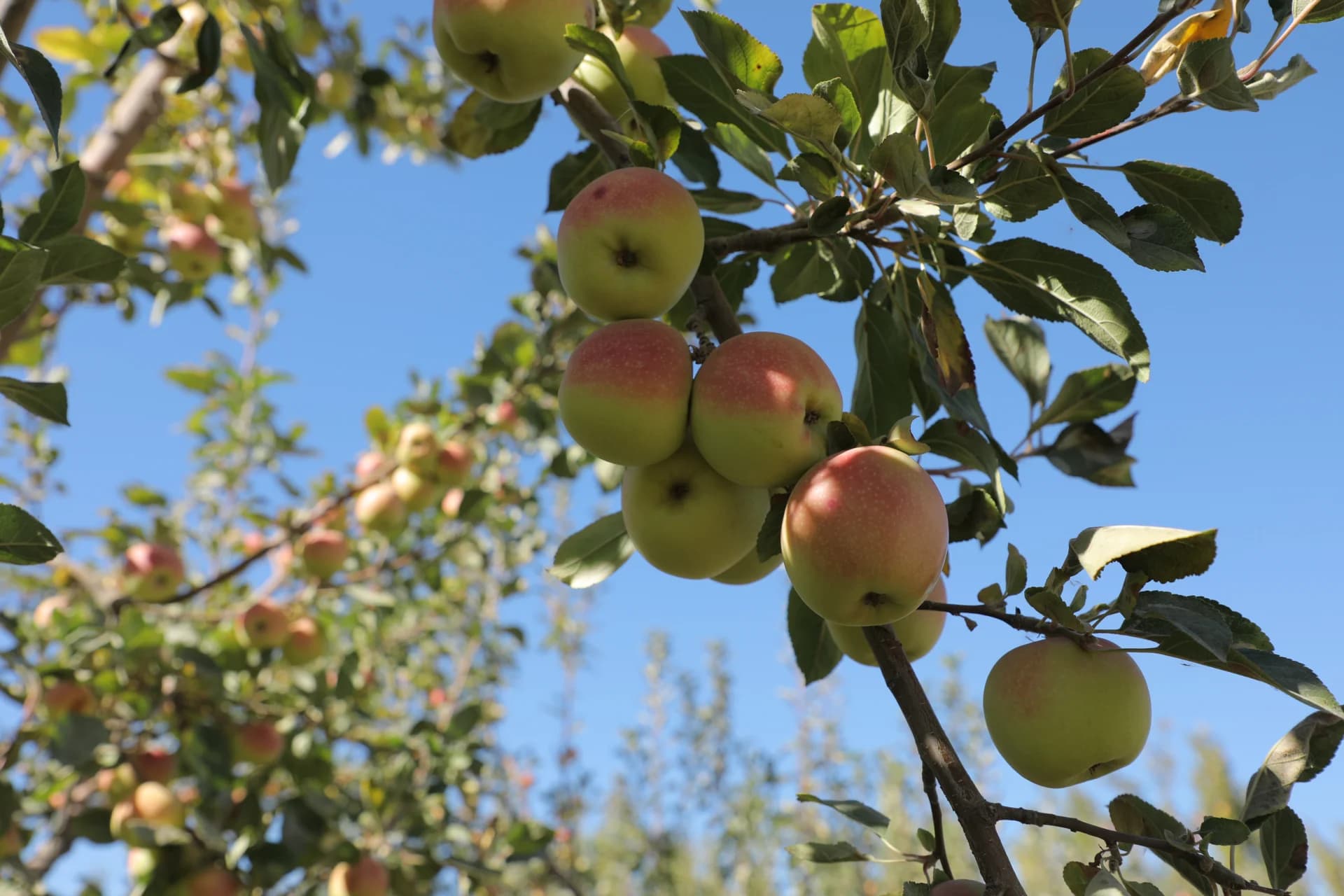 Apples ripening on tree branches in an orchard