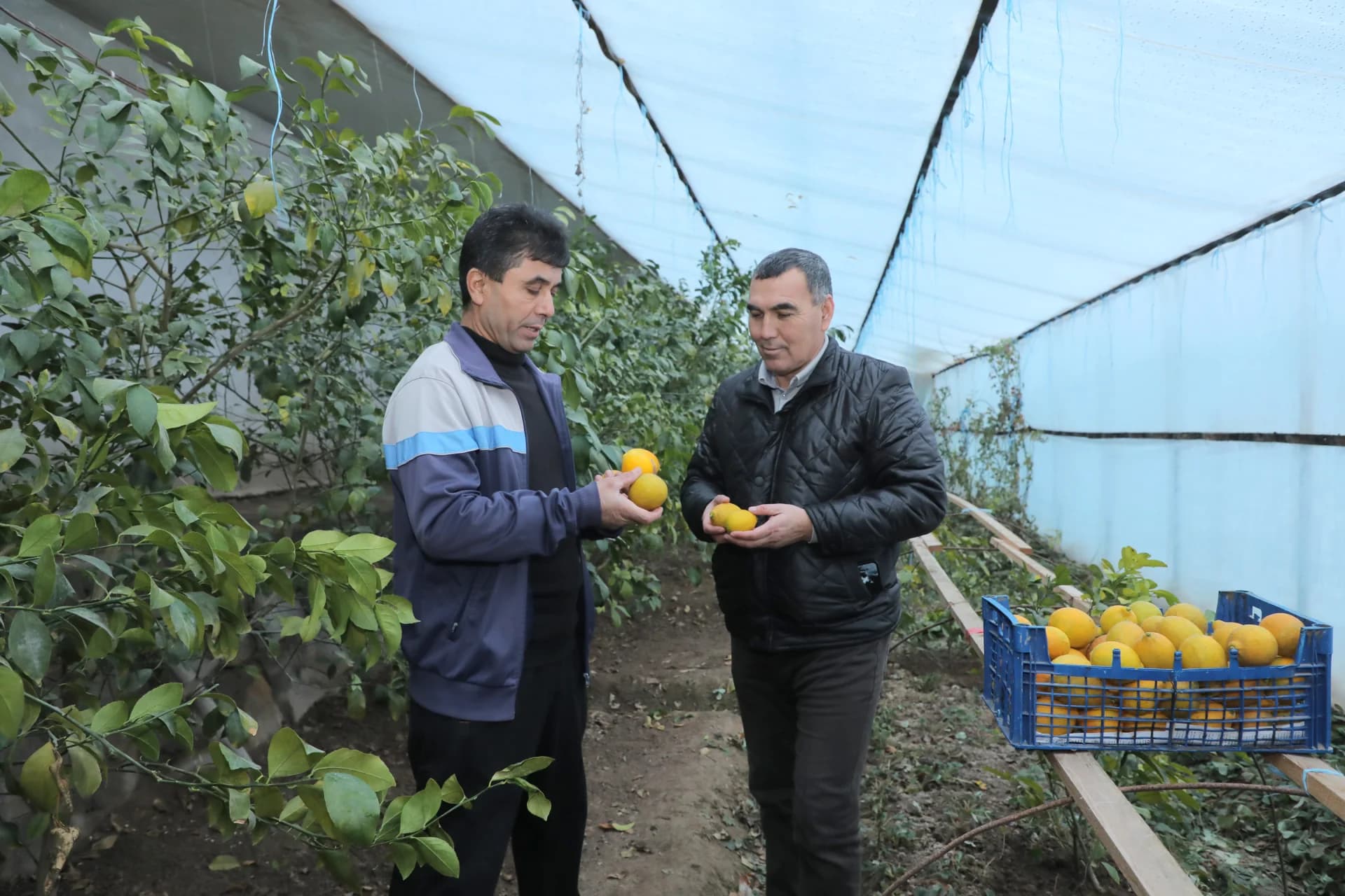 People inspecting harvested lemons inside a greenhouse