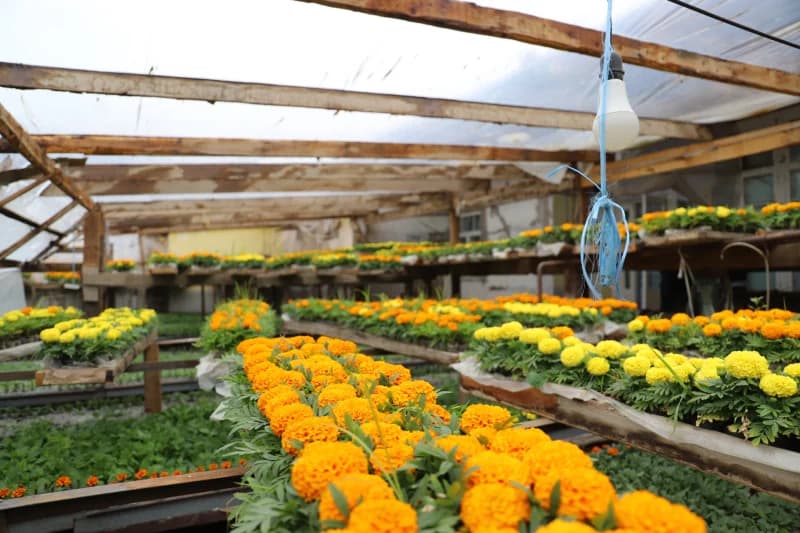 Flowers growing inside rural greenhouse