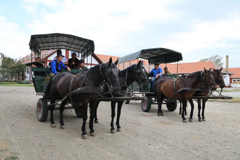 Horse-drawn carriages parked outdoors with passengers