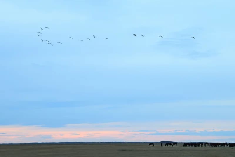 Flock of birds flying over a landscape with grazing horses