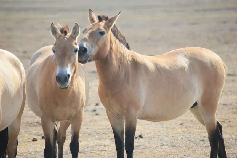 Przewalski horses in a natural landscape