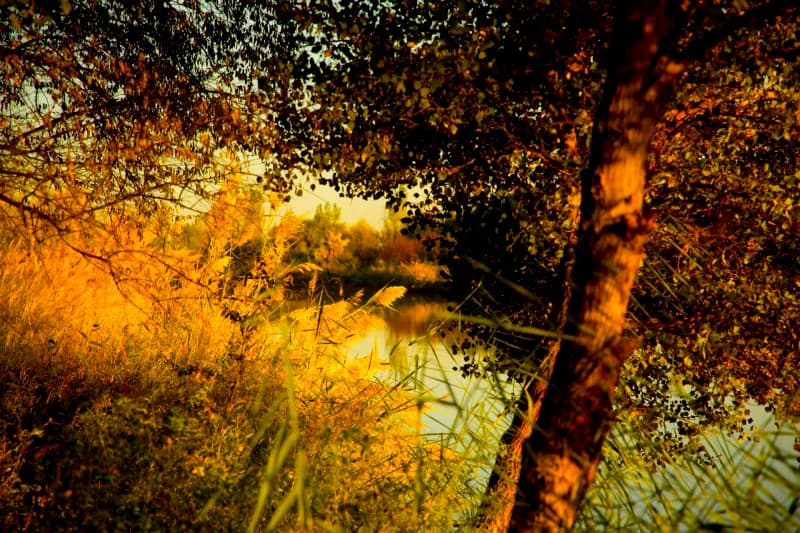 Scenic view of trees and foliage by a body of water