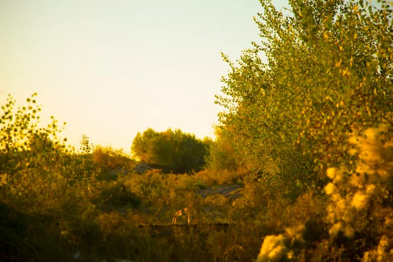 Scenic view of a natural landscape with trees and vegetation