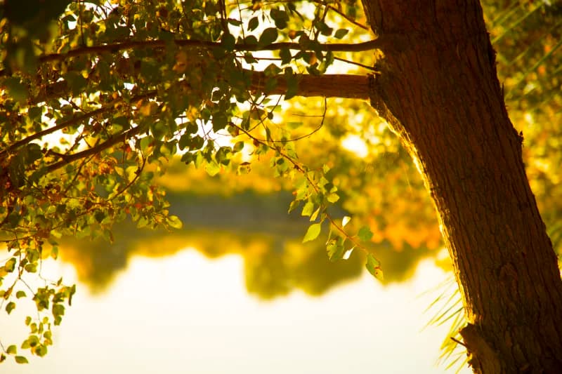 Tree branches and foliage against a bright background
