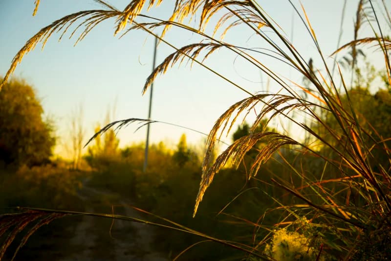 Tall grasses growing in a field under sunlight